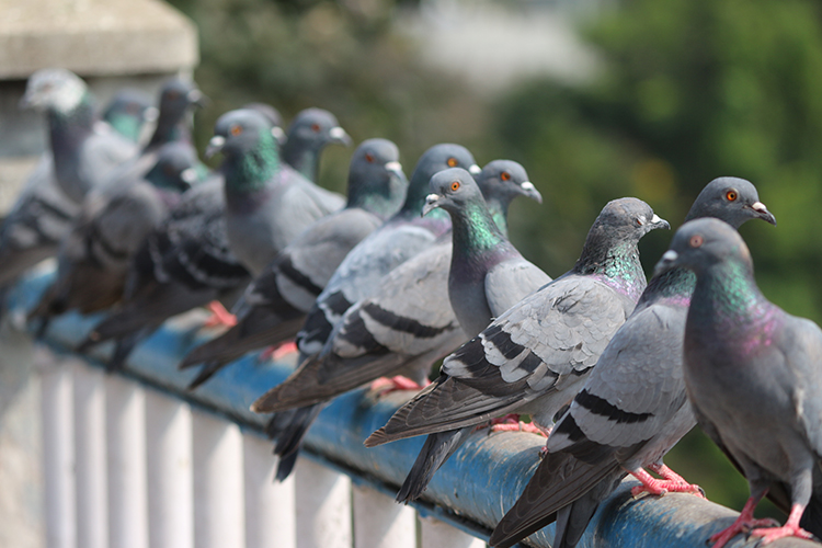 Come scacciare i piccioni dal balcone? Alcuni consigli utili