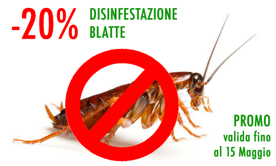 blatta
