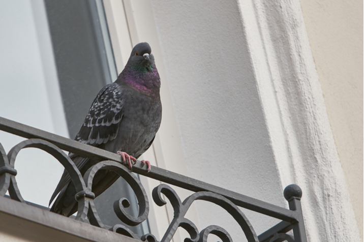Come scacciare i piccioni dal balcone? Alcuni consigli utili