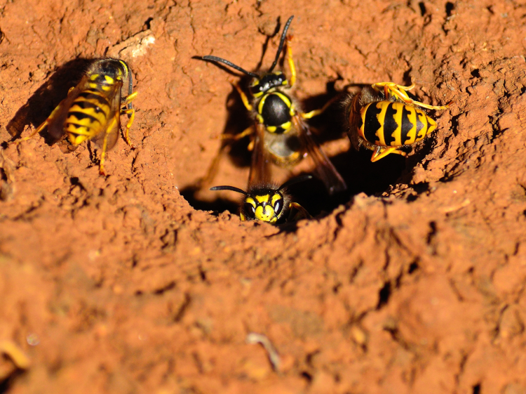 vespe di terra pericolose