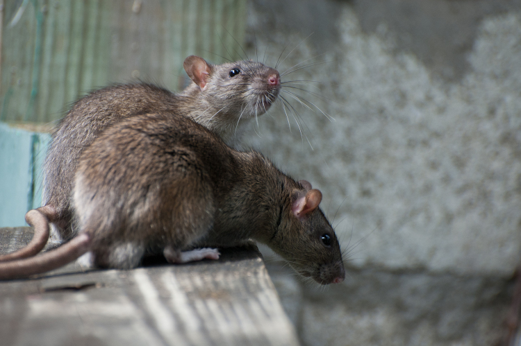 differenza tra ratti e topi