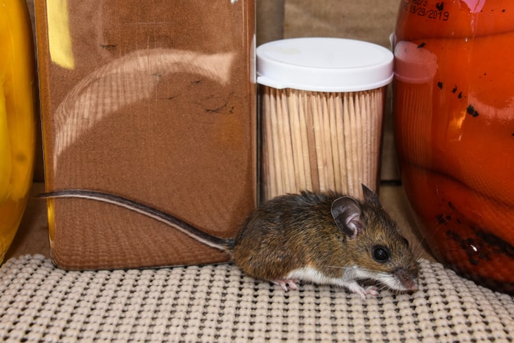 Malattie trasmesse dai topi