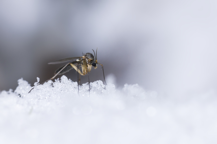 cosa fanno gli insetti in inverno