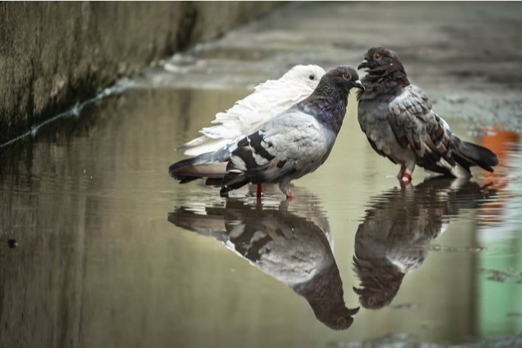 Malattie degli uccelli trasmessibili all'uomo