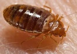 disinfestazione cimici da letto disinfestazione cimici da letto