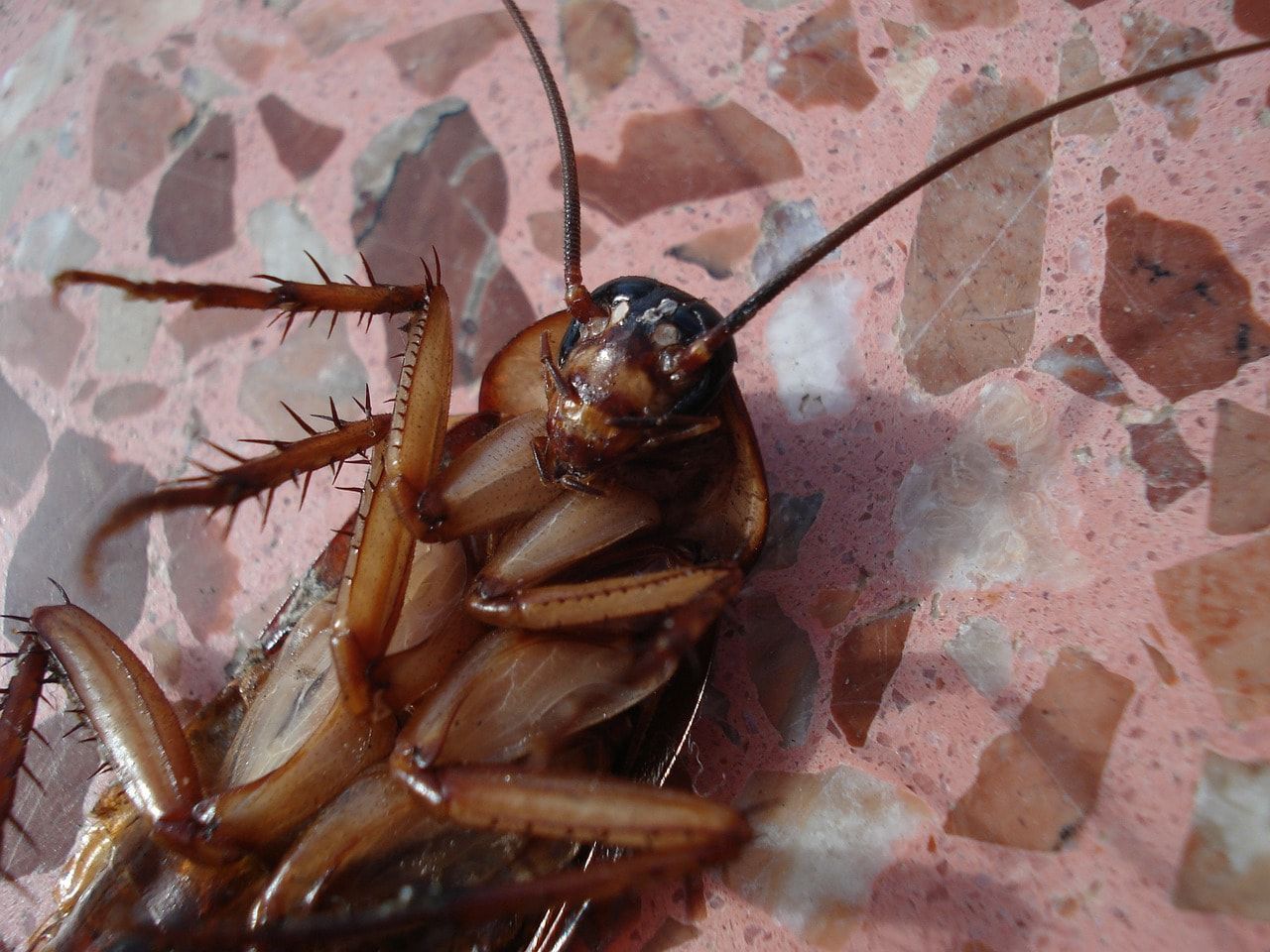 prevenzione blatte e scarafaggi