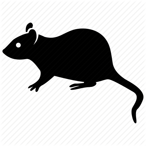 Rattus norvegicus topo infestante