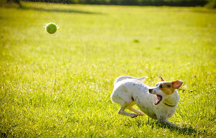 Processionaria cane: cosa fare